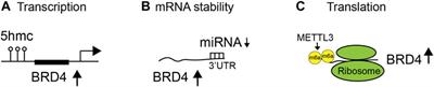 The Functions of BET Proteins in Gene Transcription of Biology and Diseases